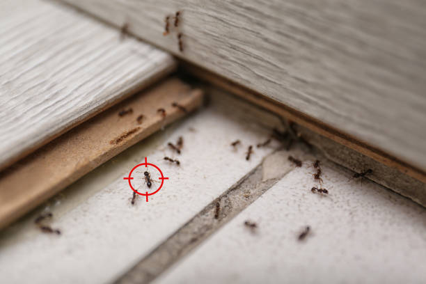 Best Wildlife Control Services  in Bellefontaine, OH
